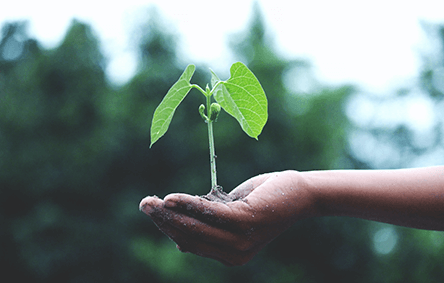 Las matemáticas ayudan al medio ambiente